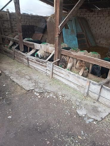 Иттер: Сатам | Кочкор (эркек) | Союуга | Жасалма жол менен боозутуу — 6