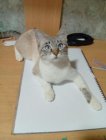 Кошка даром: Тайская, 1 год, Девочка, Кастрирована