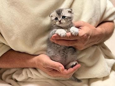 Продажа кошек: Шотландские котята шиншиллового (серебристого) окраса, есть фолды и — 4