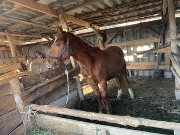 купить кошку в бишкеке: Продаю | Жеребенок | Рабочий — 3