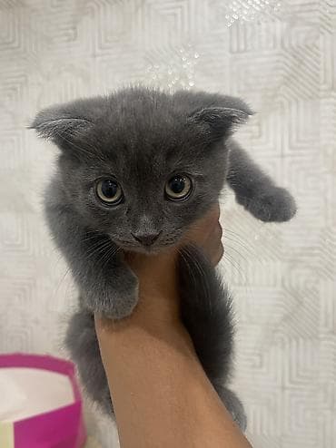 Шотландский вислоухий котёнок(девочка) (Scottish Fold), окраса голубой