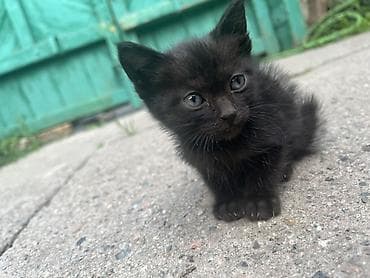бесплатно кошка: Отдадим котят в хорошие руки 4 котенка : 3 девочки и 1 — 5
