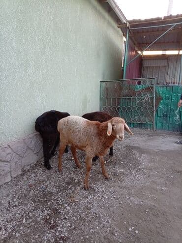 продаю породистых коров: Продаю | Баран (самец) | Полукровка | На забой — 1