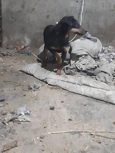 щенки дратхар: Продаю ягтарьер сука — 3