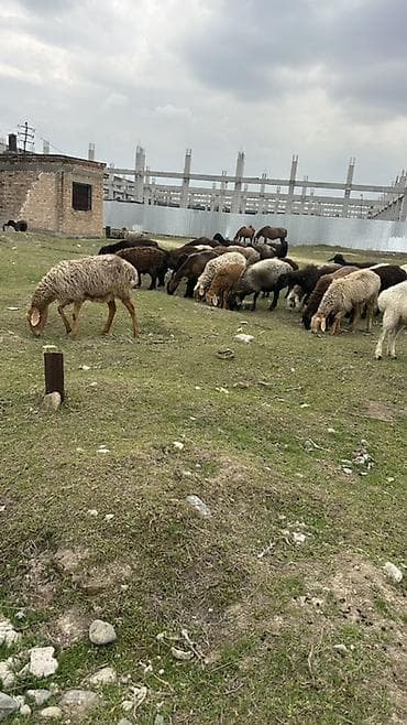 кролики в тюпе: Продаю | Овца (самка) | Для разведения | Ярка — 4