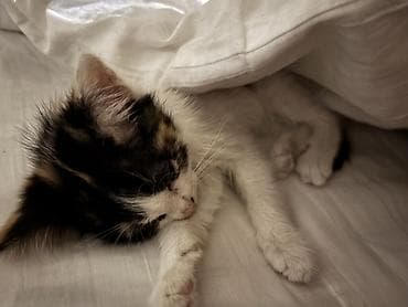 вислоухие котята: Кошка даром: Беспородная, 5 месяцев, Девочка, Метис, Приучена к лотку — 3