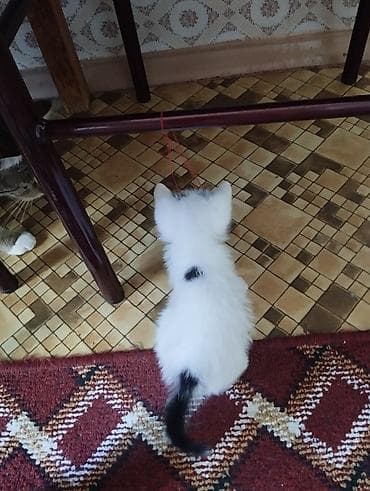 лежанка для кошки: Котёнок, черно-белый, короткошёрстный. Особенности: - мальчик, очень — 3