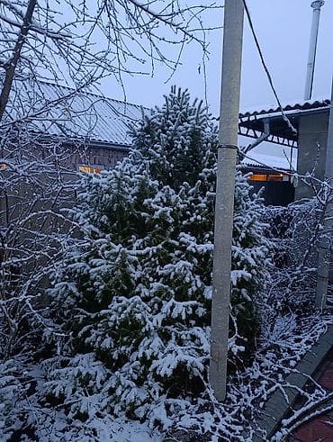 Ели и пихты для участка/декора - Крупномеры 3–5 м: густые, ровные, с