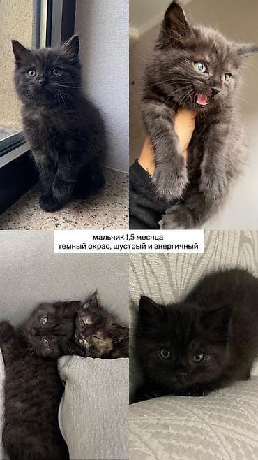 scottish fold: Отдам котят в добрые руки, мальчик и девочка 1-1,5 месяца — 2