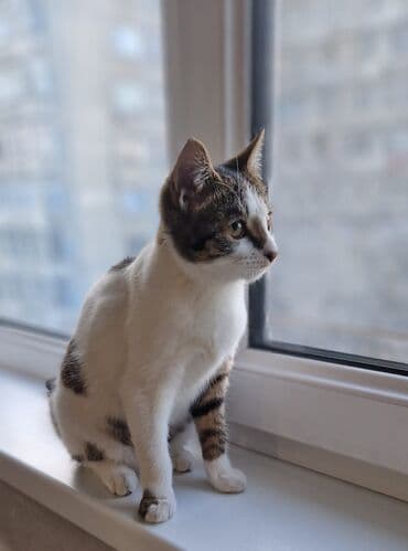 отдам даром вислоухого котенка: Мышык бекер берилет: Породасыз, 3 айлык, Эркек, Лотокко барууга үйрөтүлгөн, Курттардан тазаланган — 12