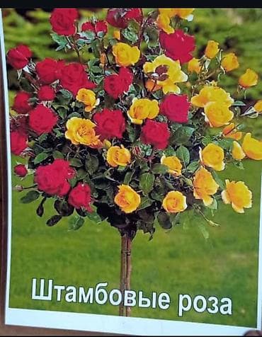 штамбовые: Ту я можжевельники разной формы ( спираль бонсай, пирамида глобус — 6