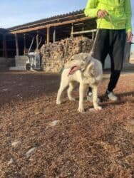 Вязка собак: Алабай, 4 месяца, Самец, С прививкой — 6