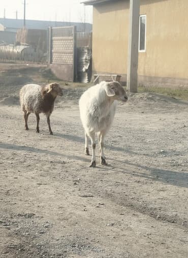 Продаю | Баран (самец) | Для разведения | Матка