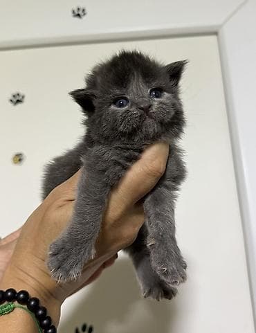 купить кошку манчкин: Мейн-кун, 1 месяц, Девочка, Голубой, Приучена к лотку, Проглистована, С прививками — 3