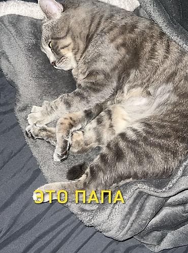 Продажа кошек: 🐾 Открыта бронь на очаровательных котят 🐾 Малыши домашних кошек ищут — 8