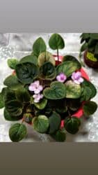 петуния рассада купить: Продаю сортовые, коллекционные фиалки (стандартные, трейлерные,мини и — 24