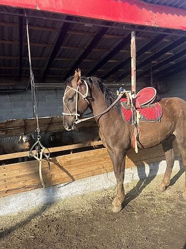 купить пони: Продаю | Кобыла (самка) — 2