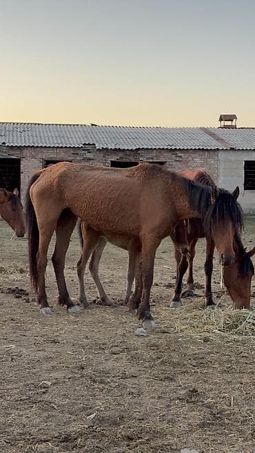 ежик живой: Продаю | Кобыла (самка) — 2