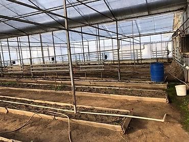 Жер участогун сатып алам: Участок Байтик 15 соток 30000$ С теплицей //557//02//36//21// — 6