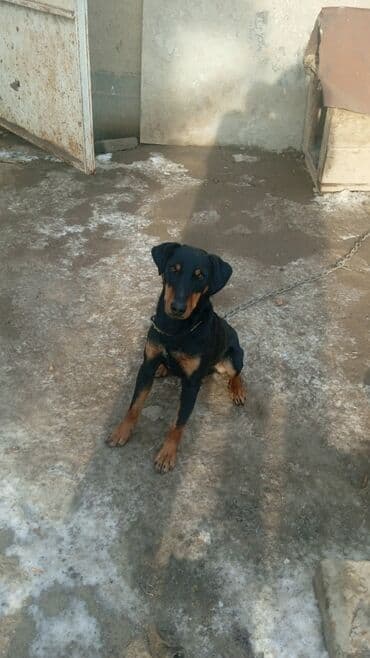 перепелка бишкек: Ягдтерьер, 2 жаш, Эркек, Эмделген — 1