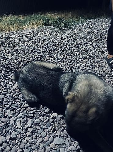 Продажа собак: Алабай, 1 год, Самка — 1