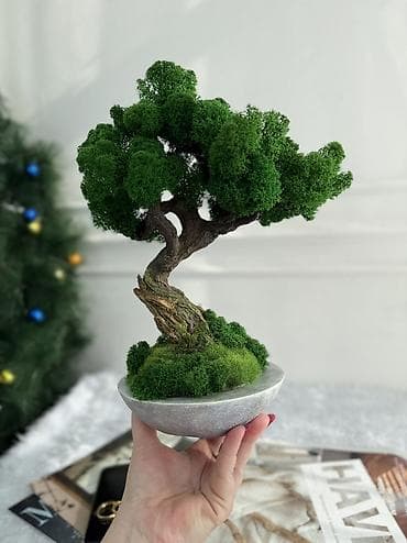 Авторские интерьерные композиции из стабилизированного мха 1) Райский at lalafo.kg Авторские интерьерные композиции из стабилизированного мха 1) Райский