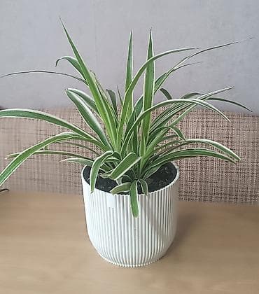 Хлорофитум (Chlorophytum comosum) в декоративном кашпо -