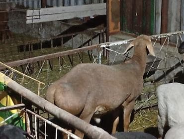 цыплята индюки: Продаю | Овца (самка) | Для разведения | Матка — 2