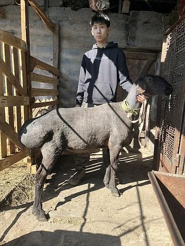 кары несушки: Продаю | Овца (самка) | Для разведения, Для шерсти — 5