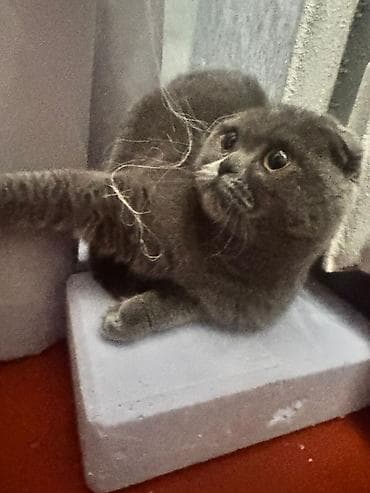 Продажа кошек: Шотландская вислоухая кошка (Scottish Fold), окрас голубой. Вместе — 1