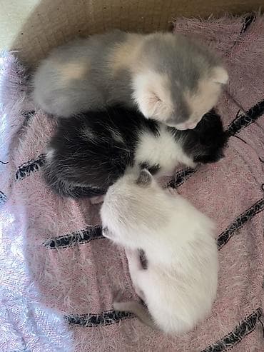 котята мейн кун: 2 месяца, Мальчик, Метис, Приучена к лотку — 5