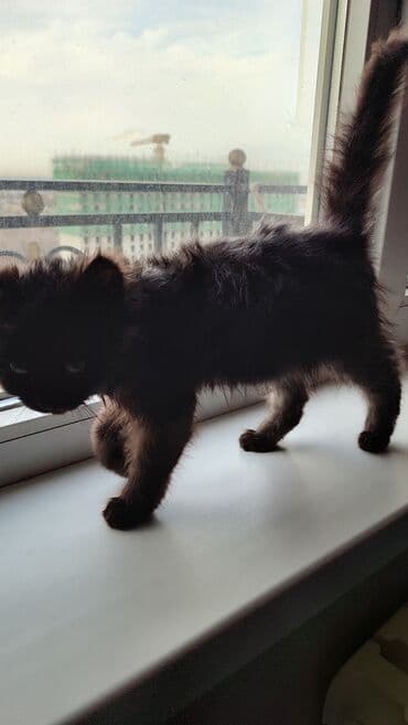 белая шотландская вислоухая кошка: Беспородная, 1 месяц, Девочка, Черный, Приучена к лотку — 6