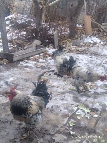 Үй жаныбарлары үчүн товарлар: Продам петухов больше года,3 шт. Цена за одного петуха -1500с — 6