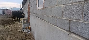 шашлык заказ: Ферма КРС, 6 соток, Холодная вода — 5