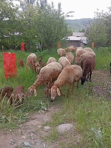 стригу баранов: Продаю | Ягненок, Овца (самка) | Арашан | Для разведения | Котные, Матка — 3