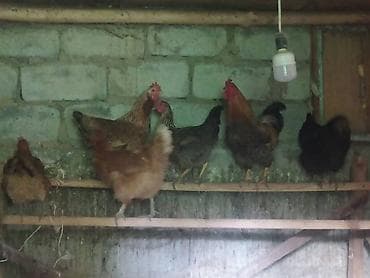 Продам с/х животных: Продаю | Куры | Домашняя | Для разведения — 2