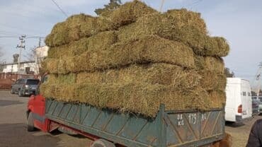 дом попугая: Клевер Кастра зелёный доставка есть — 1