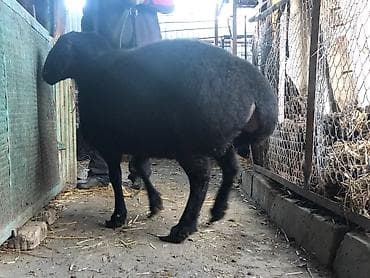 породистые: Продаю | Овца (самка) | Для разведения — 10