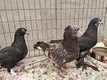 чихуахуа сколько стоит: Продам всех этих голубей молодняк за 500 сом Просто так не писать — 2
