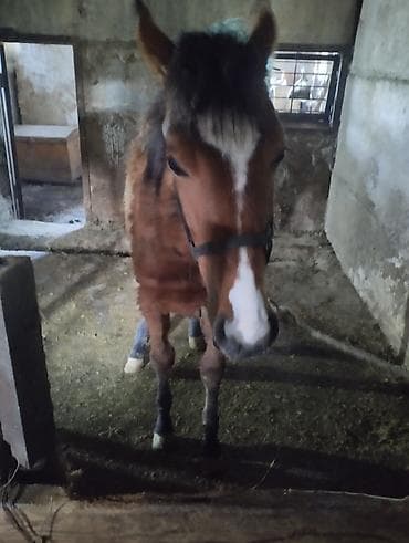 Лошади, кони: Продаю | Кобыла (самка) | Рабочий | Мерин — 5