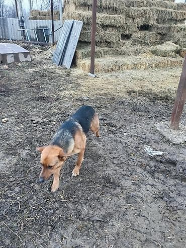 козы кант: Собака рабочий — 2