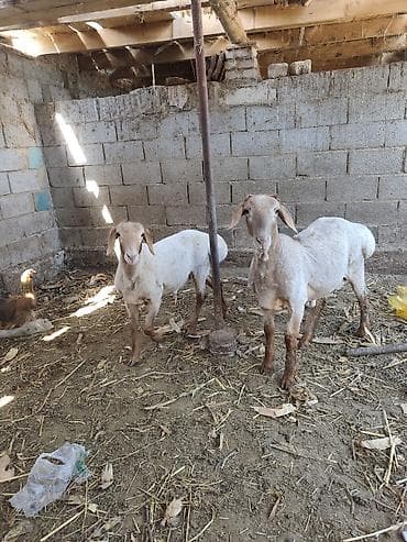 lamb: Продаю | Ягненок | Для разведения — 1
