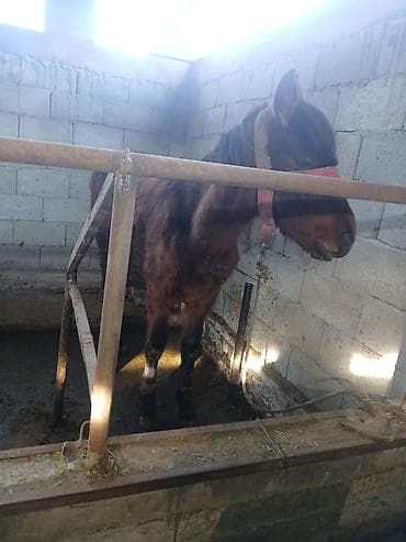 козел для случки: Продаю | Жеребенок | Для разведения — 5