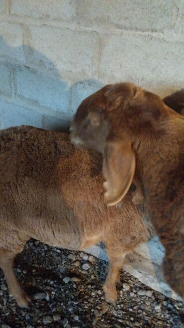 отдам в добрые руки собаку: Продаю | Овца (самка) | Арашан | Для разведения — 4