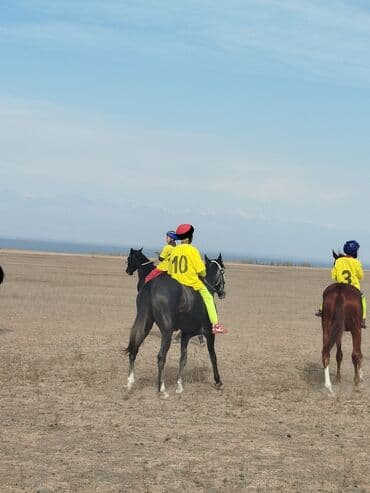 в связи с переездом отдам попугая жако в добрые руки: Кулук Кунан байтал сатылат🔥 скачкиге чабылып журот баасы 200 000🔥 — 2