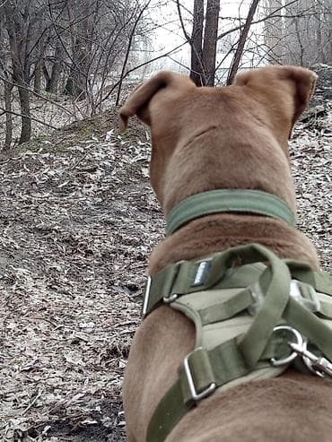 капкан для мыши: Продаю в добрые руки — 2