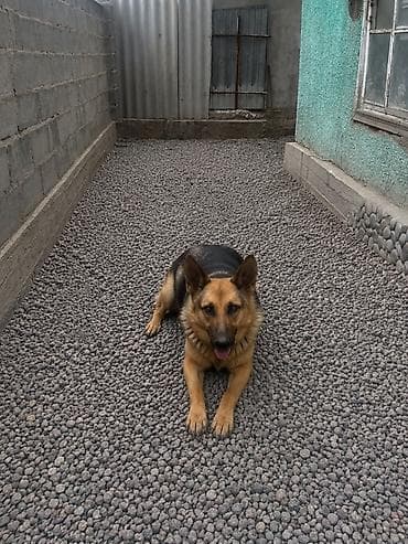 клетка доя хомяков: Немецкая овчарка, 10 месяцев, Самка — 3