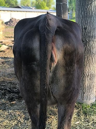 пчелы матки: Продаю | Корова (самка) | Для молока | Привязанные — 8