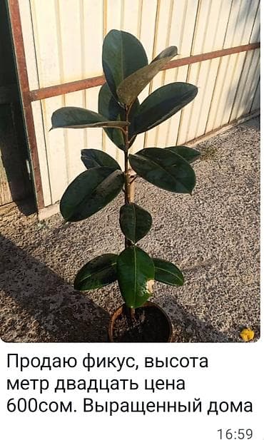 Хлорофитумдар: Фикус (эластика) в горшке. Высота — 1 м 20 см. Домашнего выращивания — 1