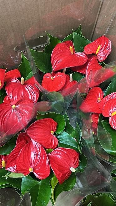 покрывалы: Антуриум (Anthurium) в горшке — эффектное комнатное растение с — 4